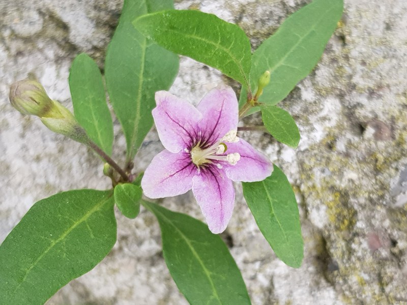 Danube Flowers 2017 - 01-2017-09-26 11.36.48